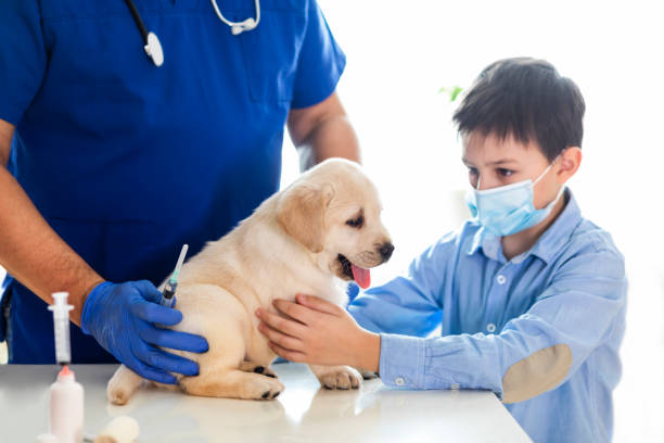 istock Puppy at veterinarian office 1298890565