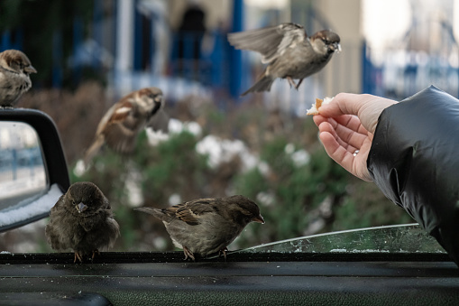 Sparrows sit in the car and beg for food. The woman feeds them from her hands.