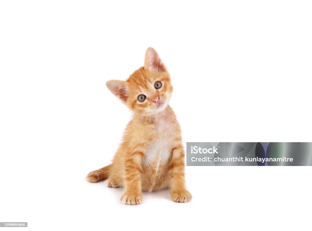 Cute little kitten on white background Kitten Stock Photo