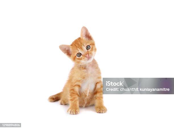 Cute Little Kitten On White Background Stock Photo - Download Image Now - Kitten, White Background, Cut Out