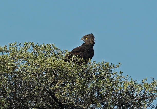Brown Snake-eagle Brown Snake-eagle (Circaetus cinereus) adult perched on tree top"n"nKruger NP, South Africa          November brown snake eagle stock pictures, royalty-free photos & images