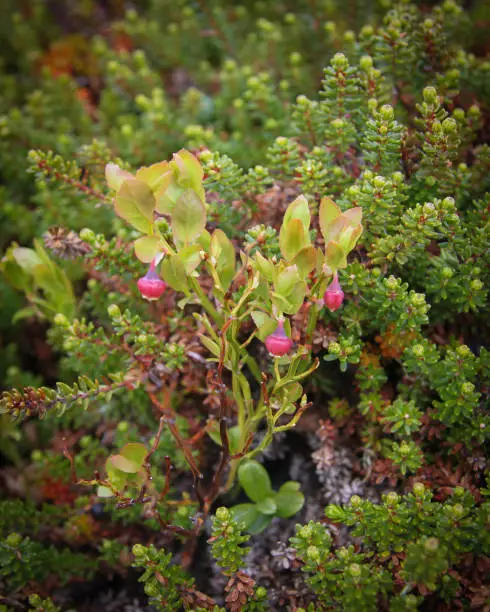 Close-up of a blueberry branch on the green background of the crowberry branches. Flora of the north. Beautiful plants with pink berries.