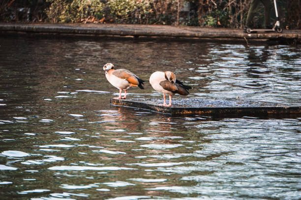 istock Egyptian Geese in pond 1298901202