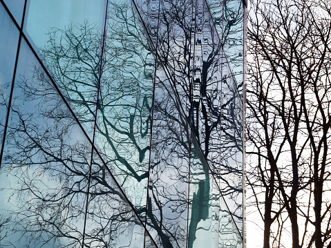 trees are reflected in the glass facade of a modern building.