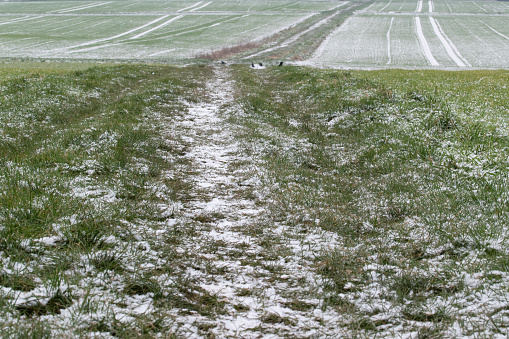 Garden lawn covered in a light fresh covering of snow with grass poking through.