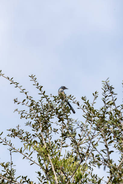 istock Florida Scrub Jay with head turned backwards while perched at top of oak tree 1298903866