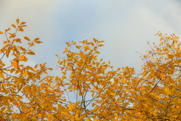 istock yellow autumn foliage 1298904243