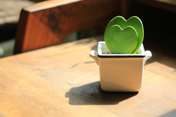 love heart shaped potted plant