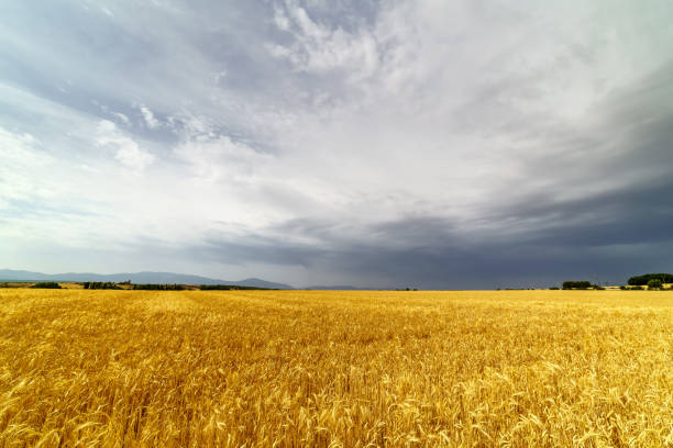 istock Cereal farming, spike field with cloudy storm sky. 1298906493
