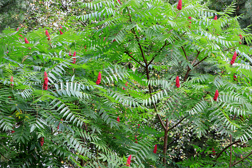 Green Leaves and red flowers of Ailanthus. Blooming Ailanthus altissima.Fraxinus chinensis. Red flowers of Ailanthus.