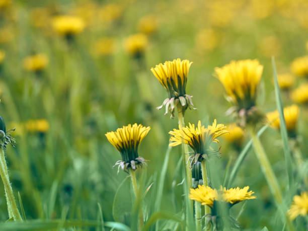 istock Taraxacum officinale in garden 1298908266