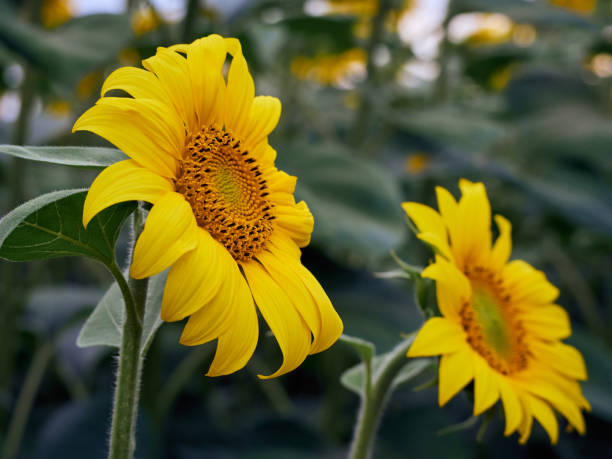 istock Field of sunflowers (Helianthus) 1298908502