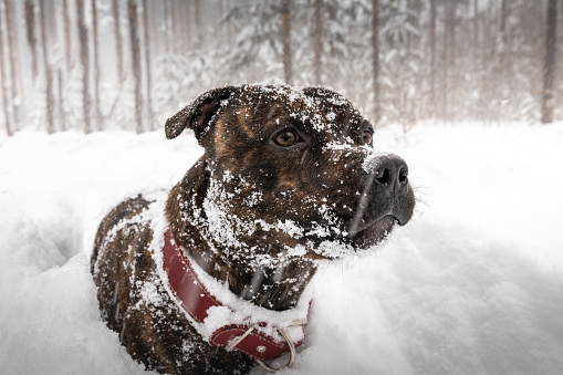 One dog covered with snow stands still and looks at the camera