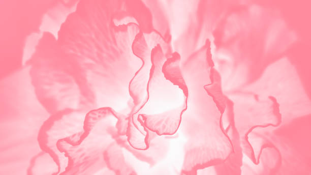 istock Pink coral background with carnation flower pattern 1298911356