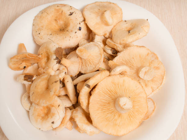 mushroom harvest on a plate - mushroom stem cap plate imagens e fotografias de stock