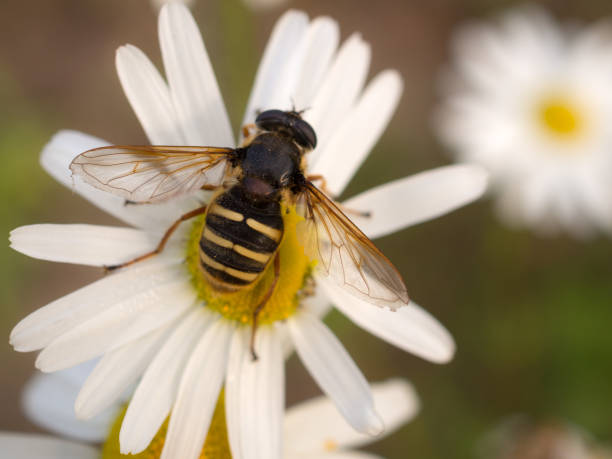 hoverfly auf gänseblümchen aus nächster nähe - hoverfly nature white yellow stock-fotos und bilder