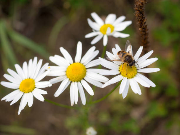 hoverfly auf einem blühenden gänseblümchen - hoverfly nature white yellow stock-fotos und bilder