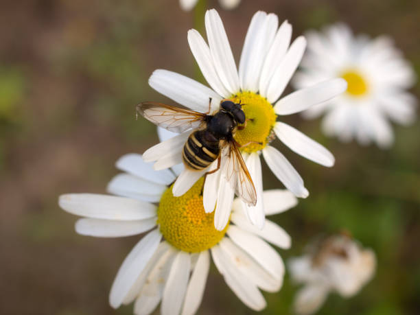 hoverfly na stokuch - hoverfly nature white yellow zdjęcia i obrazy z banku zdjęć