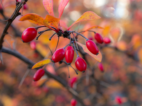 branch of barberry with red berries in autumn