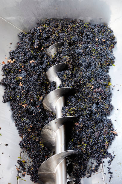 istock Grapes at a winery in a machine with an auger 1298915175