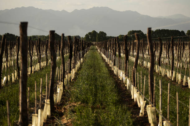 istock Seedlings and trellis poles 1298915289