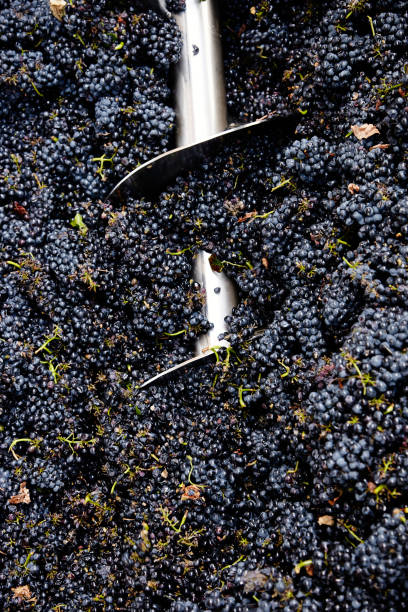 istock Grapes at a winery in a machine with an auger 1298915331
