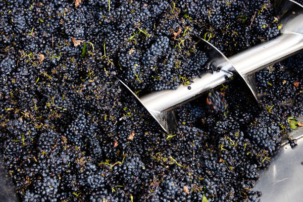 istock Grapes at a winery in a machine with an auger 1298915420