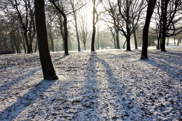 istock Winter Woodland. 1298917153