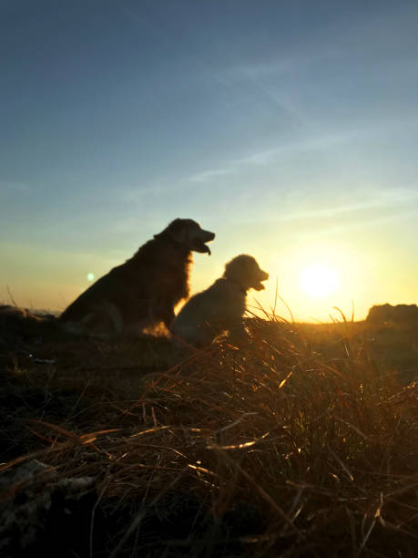 istock A mum and her pup enjoying sunrise 1298919528