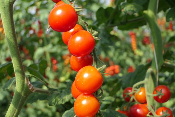 istock The small delicous cherry tomatoes on the stem 1298919712