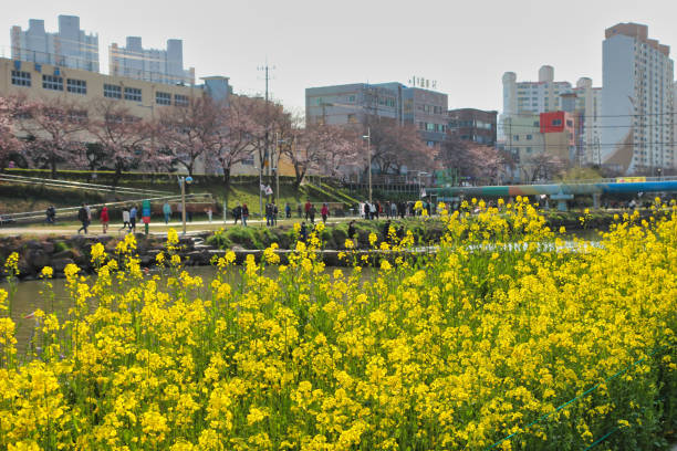 весна oncheoncheon citizens park , пусан, корея, азия - south corea стоковые фото и изображения