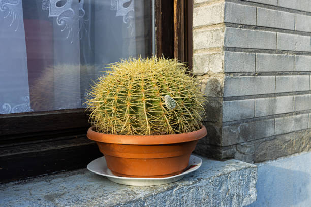 istock Big barrel cactus on exterior  window sill in a pot. 1298920994
