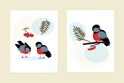 A set of cards, invitations. A bullfinch is sitting on a branch of a rowan tree. A pair of birds strolls and eats. Clusters of red berries, various leaves. abstract geometric shapes. Vector background