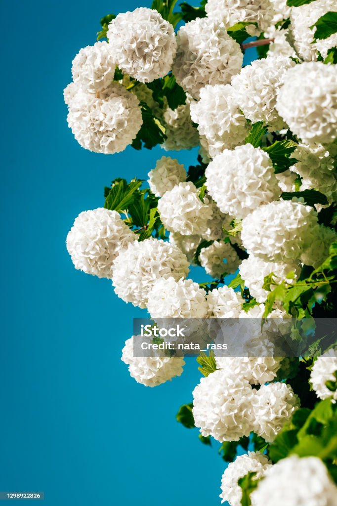 Flores De Bush De Bola De Nieve Arbusto De Viburnum Foto de stock y más banco de imágenes de Viburnum - iStock Flores De Bush De Bola De Nieve Arbusto De Viburnum Foto de stock y más banco de imágenes de Viburnum - iStock
