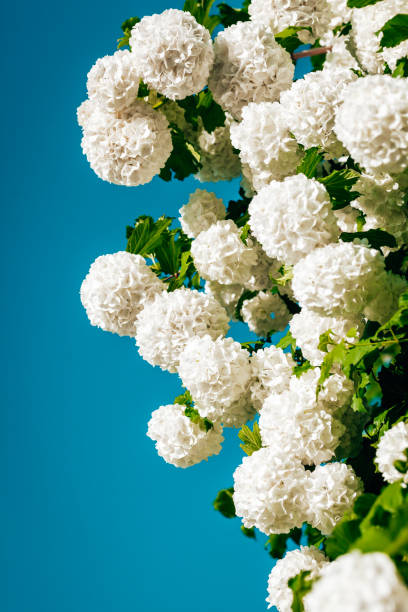 Snowball Bush flowers, Viburnum Shrub, beautiful white garden flowers against blue sky as copy space, in vertical format