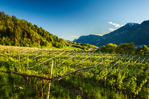 Spring wineyard in Als, Trentino-Alto Adige region, italy