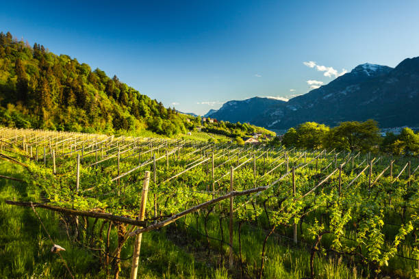 Spring wineyard in Als, Trentino-Alto Adige Spring wineyard in Als, Trentino-Alto Adige region, italy trentino south tyrol stock pictures, royalty-free photos & images