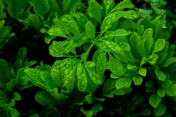 tropical leaves, abstract green leaves texture, nature background