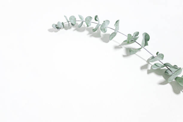 istock Eucalyptus, white background of refreshing plants. 1298923665