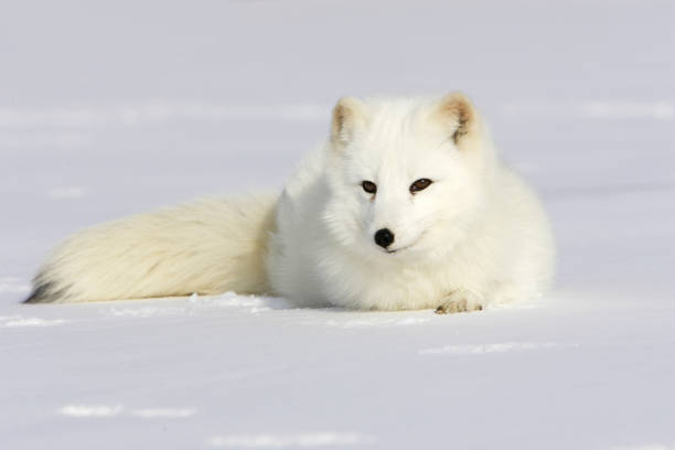 Arctic Fox Arctic Fox Alopex lagopus In winter white fox stock pictures, royalty-free photos & images