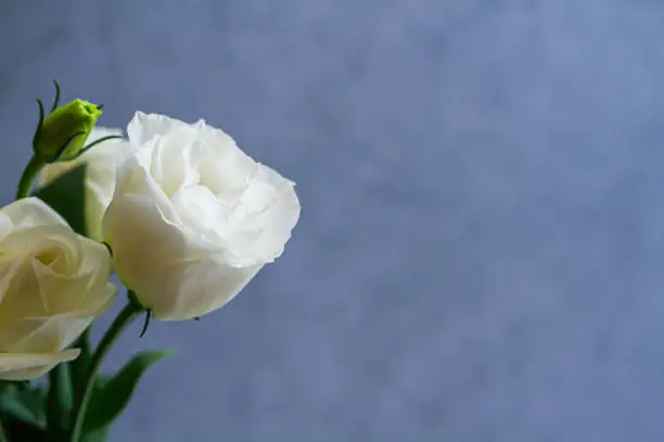 Photo of Funeral white flower background