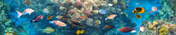 istock Underwater Colorful Tropical Fishes. 1298925008