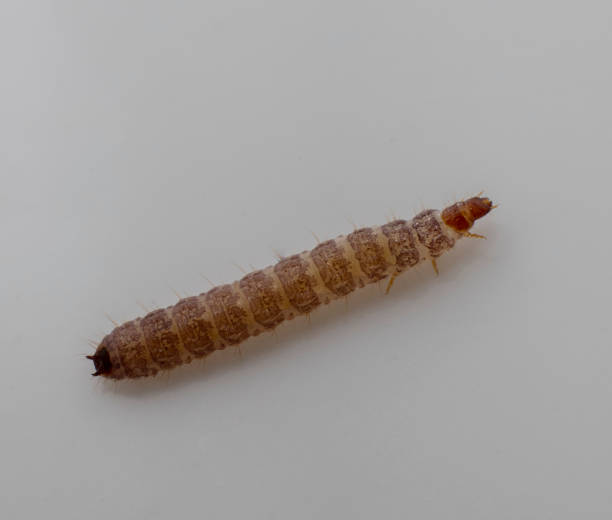 istock Small worms found in dry dog food 1298925376