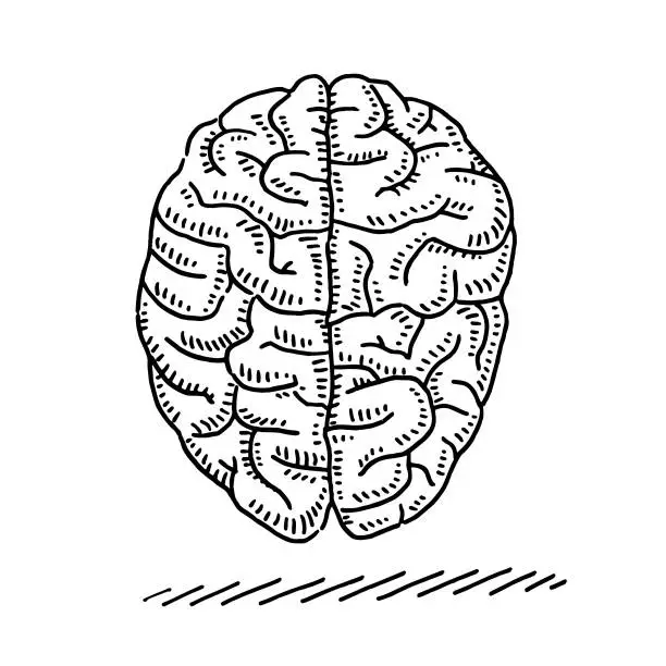 Vector illustration of Two Sides Of Human Brain Drawing