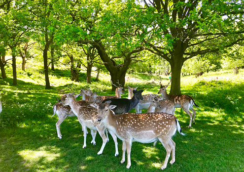 Baby dear are seen in Richmond Park London