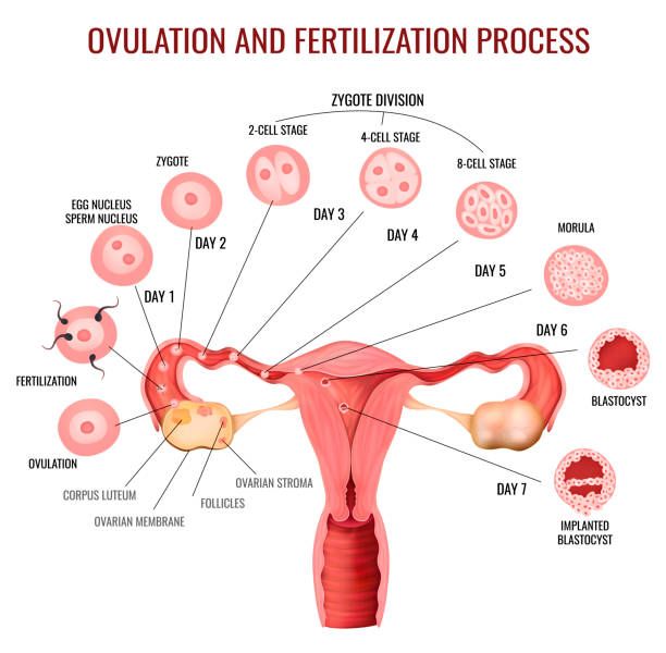 Female Reproductive System Illustration Female reproductive system ovulation and fertilization process stages on white background realistic vector illustration human fertility stock illustrations