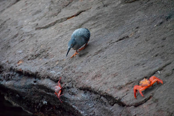 Lava Heron, Butorides sundevalli, stalking a Sally Lightfoot Crab in the Galapagos A Lava Heron, Butorides sundevalli, stalking a Sally Lightfoot Crab in the Galapagos lava heron bird galapagos islands ecuador stock pictures, royalty-free photos & images