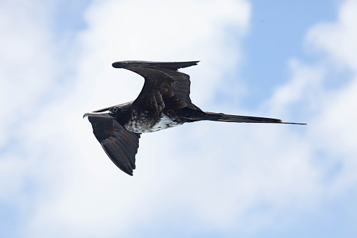 A Female Magnificent Frigatebird, Fregata magnificens, flying