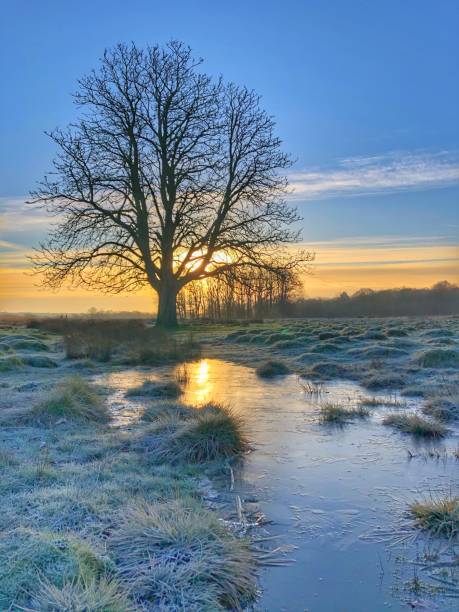 Richmond park sunrise Frosty morning sunrise in Richmond park richmond park stock pictures, royalty-free photos & images