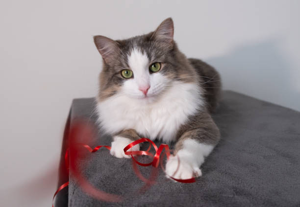 istock A gray cat plays with a red ribbon at home. 1298934239